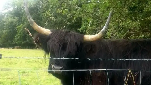 Шотландский бык