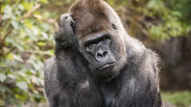 Sweet fotosini onlayn katta Dik tomonidan becerdin oladi Qora tanlilar ayollarni haqorat qilishadi