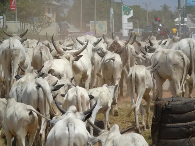 Benue Anti-grazing law