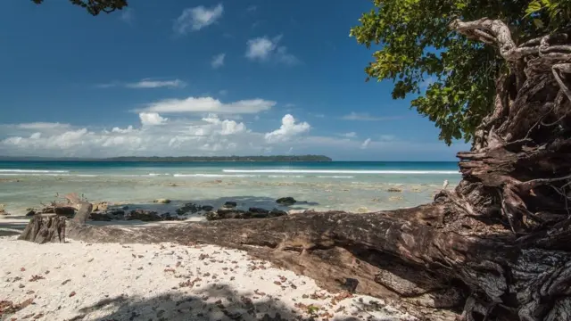 نیلما ورنگی