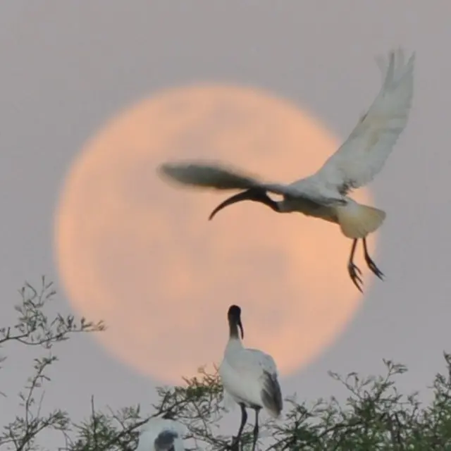 தமிழகத்தில் இருந்து சொந்த நாடுகளுக்கு திரும்ப மனமில்லாத பறவைகள்