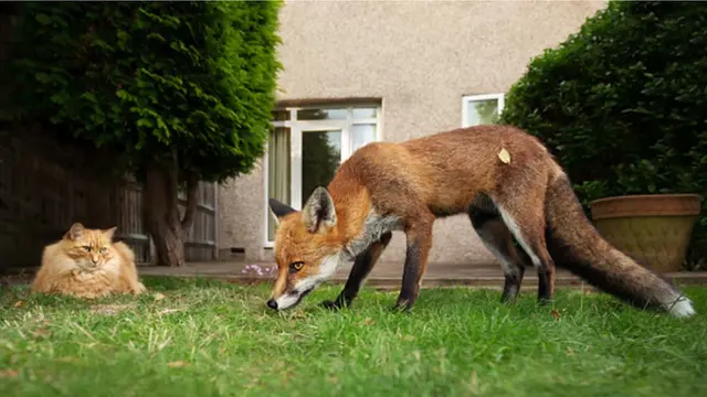 Городские лисы давно уже никого не боятся