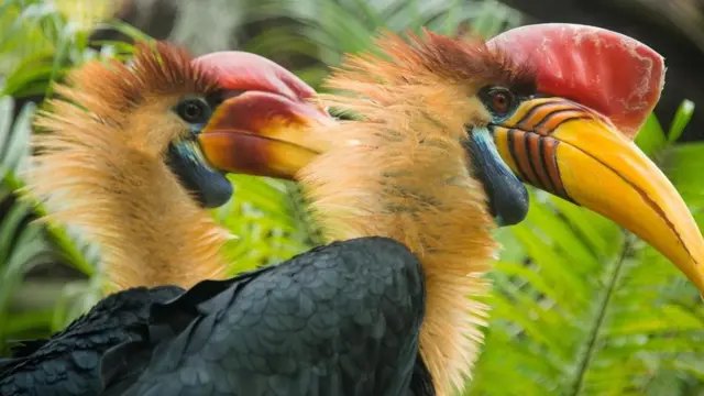Pájaros exóticos en Camboya