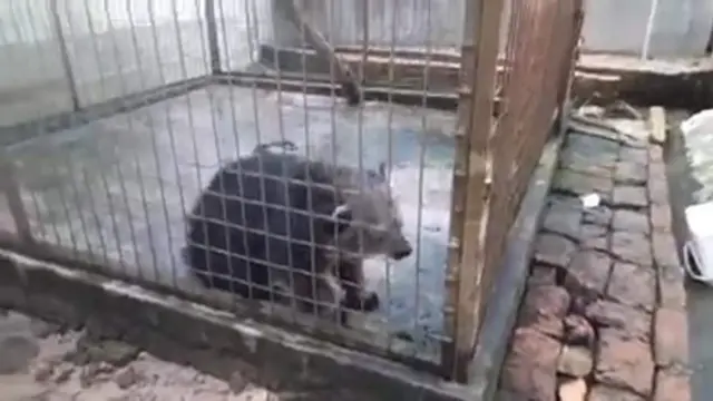 গবেষকরা বলছেন এই বাঁশ ভাল্লুক খুবই বিরল প্রজাতির