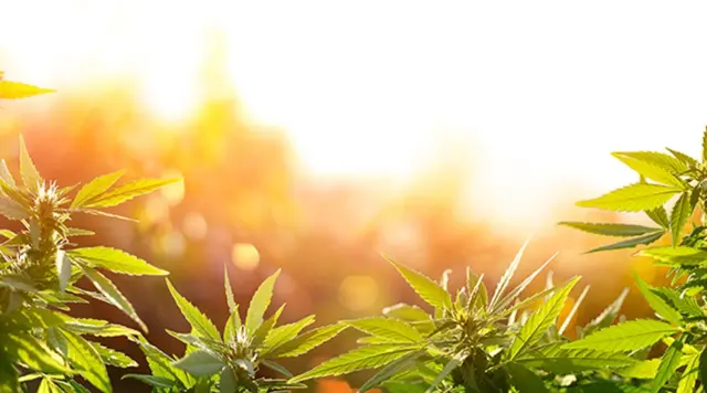 "வழிபாட்டில் கஞ்சா"