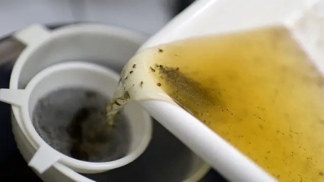 ল্যাবরেটরিতে মশা জন্মানোর গবেষণা।