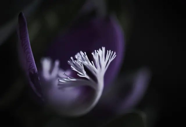 Embryo by George Pantazis