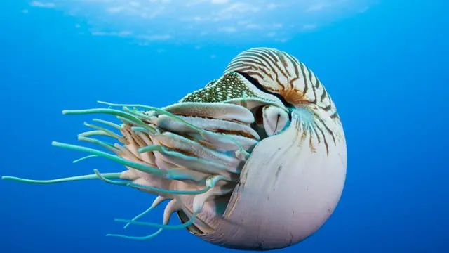 Nautilo