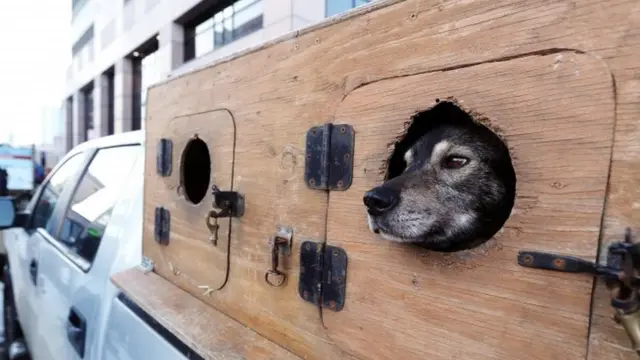 Dog Race
