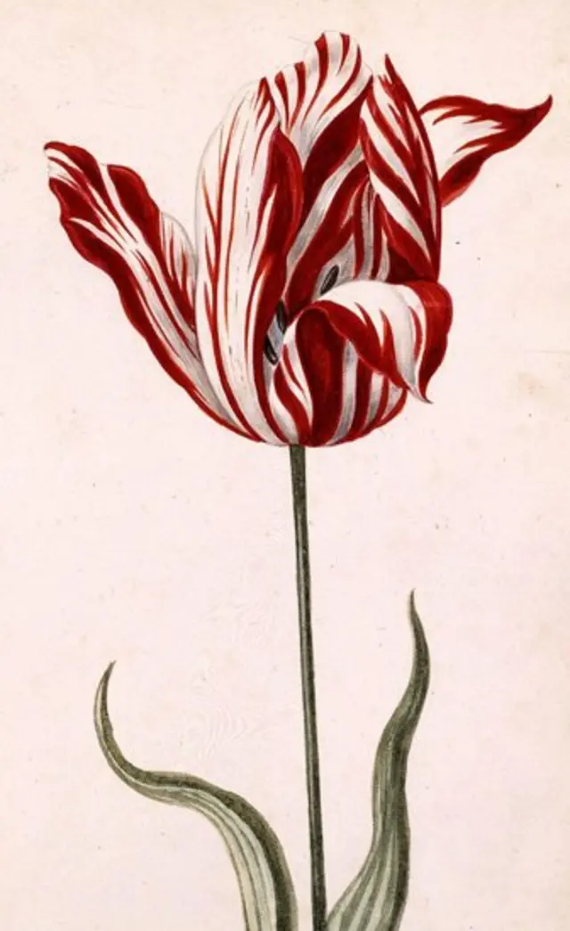 El tulipán Semper Augustus.