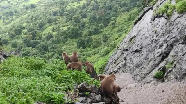 अंजनेरी