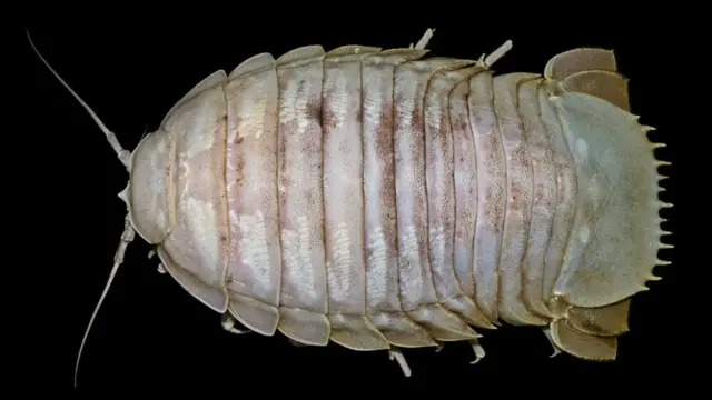 Bathynomus