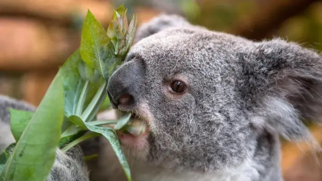 يزيد التغير من المناخي من احتمالات نفوق الكوالا جوعا