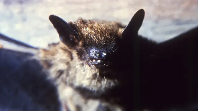 বাদুড় থেকে করোনাভাইরস ছড়িয়েছে বলে ধারণা করা হয়