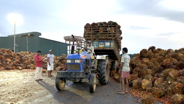 ఆయిల్ పామ్