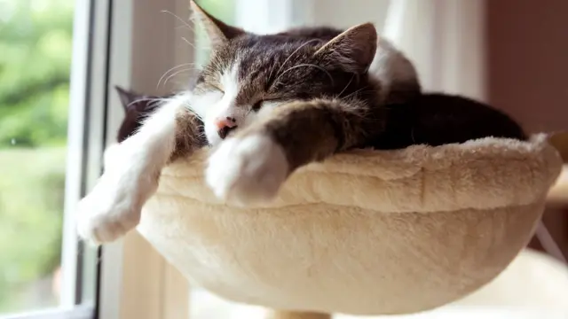 Если кошка не срывается с лежанки, чтобы вас поприветствовать, это не значит, что она вас не любит. Просто ей хорошо и спокойно