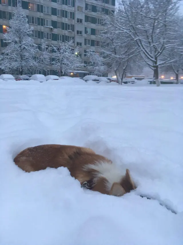 Корги в снегу