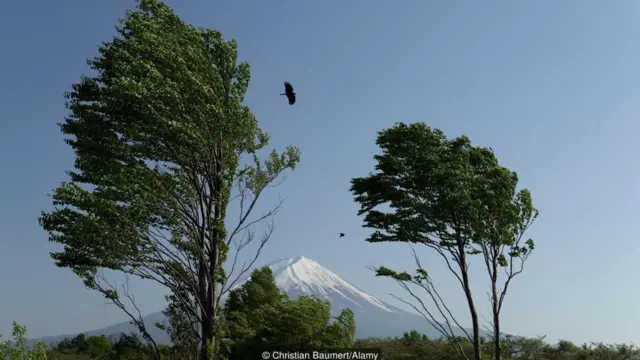fuji