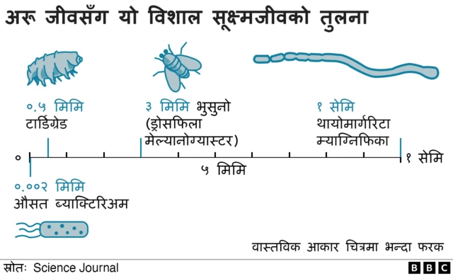 सूक्ष्मजीव