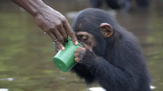 Chimpanzés na Libéria