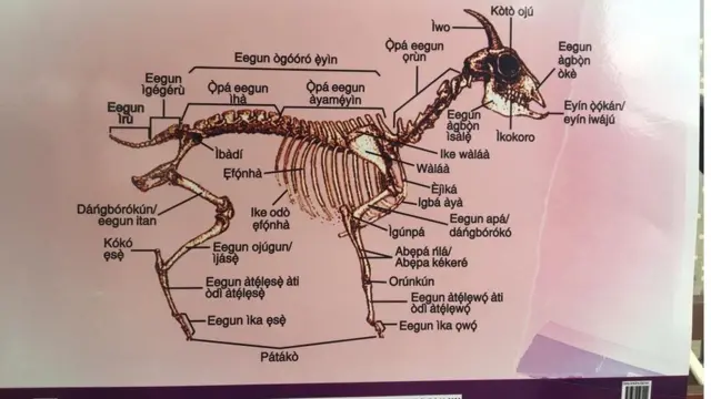 Awọn ẹya ara ewurẹ lede Yoruba