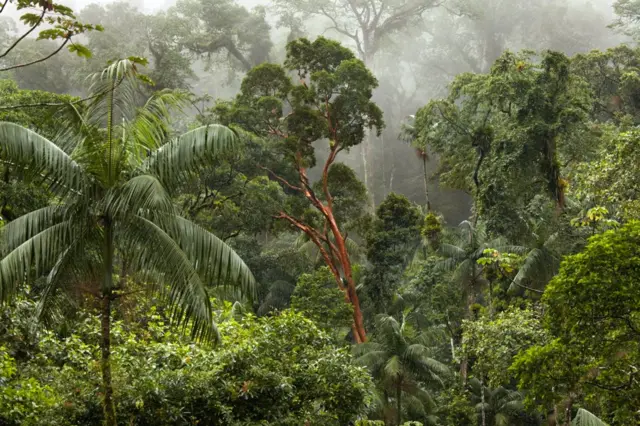 Mata Atlântica no Parque Estadual Carlos Botelho. São Paulo, 2018