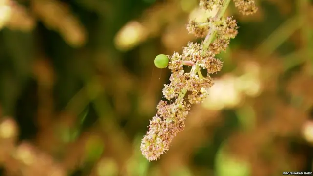 आंब्याची लागवड आणि त्यावर आधारित प्रक्रिया उद्योग हा कोकणातला महत्वाचा व्यवसाय आहे.