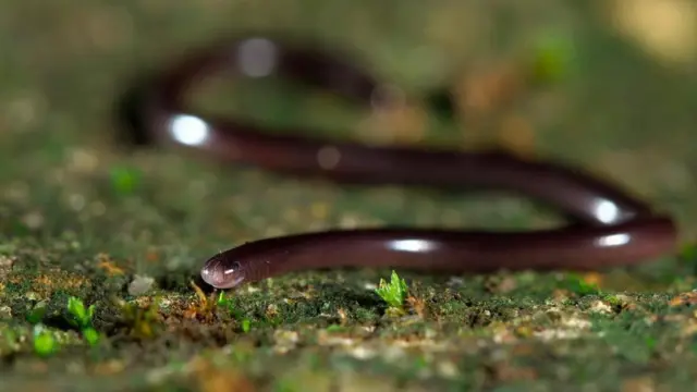 A cobra-cega-de-Braminy pode fazer uma viagem bastante interessante ao ser comida por um sapo