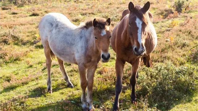 Caballos salvajes