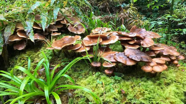 கிர்கில் இவர்னஸ் பகுதியில் கடும் மழைபொழிவுக்குப் பின்னர் நடந்து சென்றபோது, இந்தப் பாசிகள், பூஞ்சைகள் மற்றும் பிற புல்களைப் படம் பிடித்தார் டேவிட் கென்ட்.