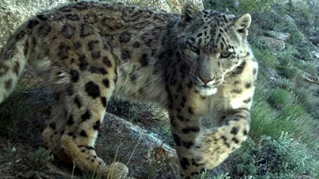 تصویری از پلنگ برفی