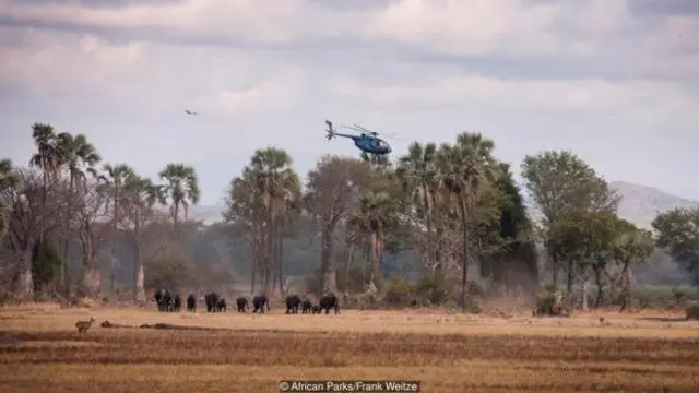 Gajah di taman nasional Liwonde, Malawi