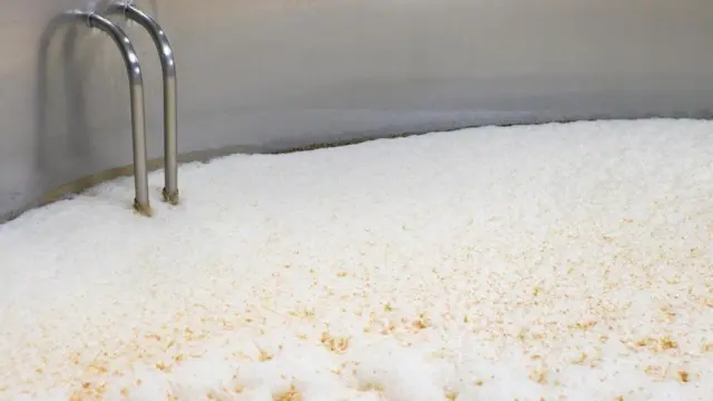 我们今天饮用的啤酒来自于几个世纪的啤酒酿造手艺进化，在这其中酵母菌一直发挥着作用。（图片来源: iStock）