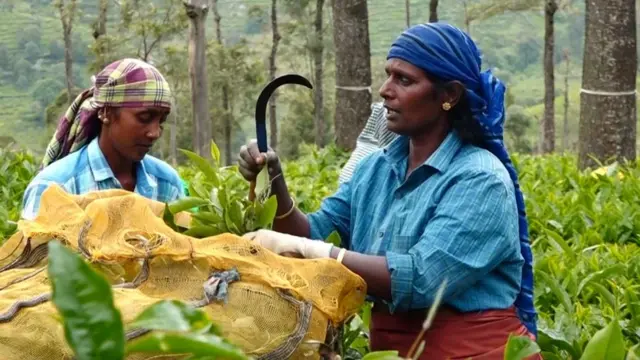 தேயிலை தோட்டத்தில் ஒரு பாட்டுக் குயில்