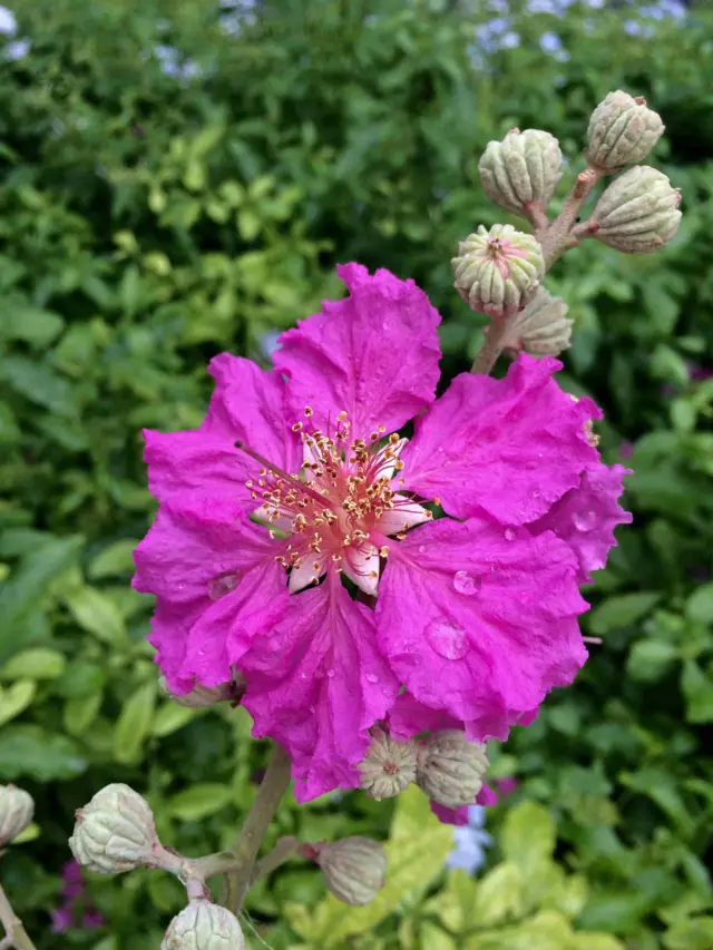 ரஞ்ஜீதம் அல்போன்ஸ், பெங்களூரு