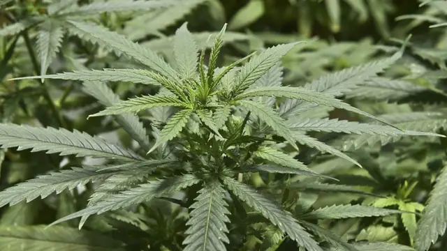 Plantas de marihuana en Ciudad de México.