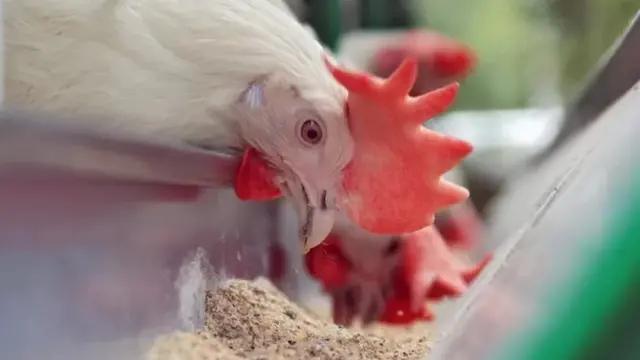 مرغی کا گوشت