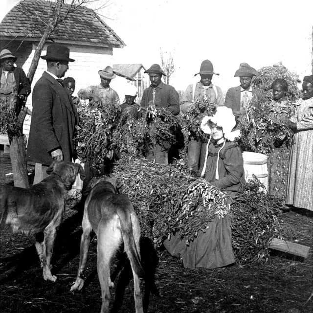 Los trabajadores agrícolas en Arkansas tienen plantas de maní para inspección, 1899.