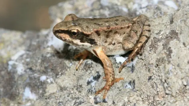 தவளை
