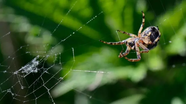 Uma aranha-peluda (Larioniodes cornutus)