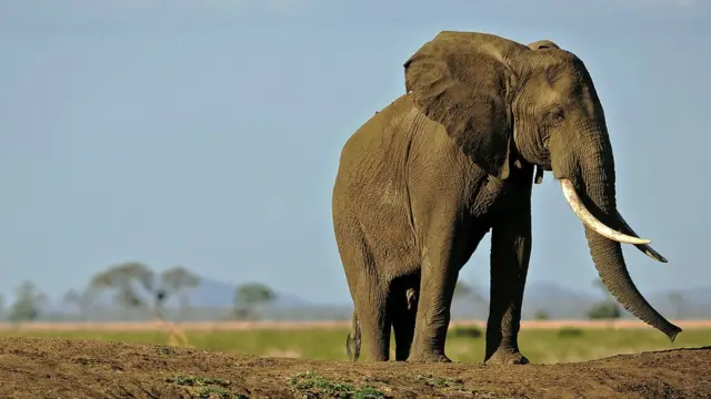 فیل آفریقایی در تانزانیا