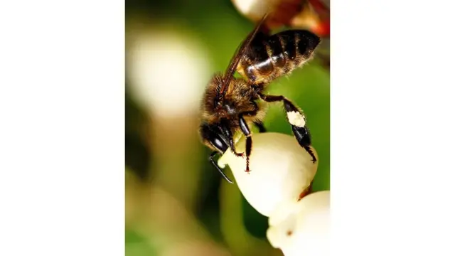 Shinnida malabkasi sameyso