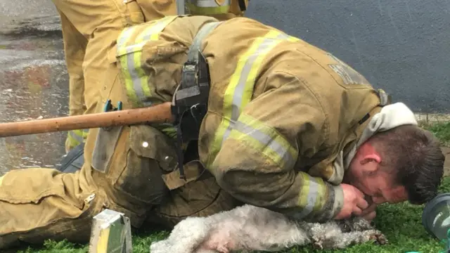 US firefighter saves lifeless dog with mouth-to-mouth - BBC News