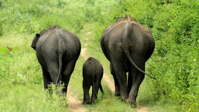 அ. டென்னிஸ்