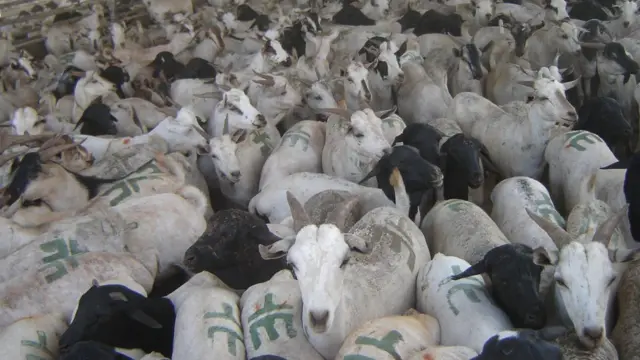 Maxjarka xoolaha ee dekedda Berbera