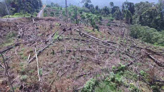 ป่าที่ถูกทำลาย
