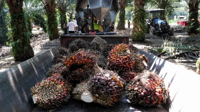 Олійні пальми