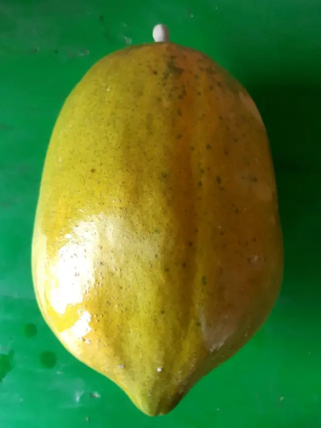 এই পেঁপেটির ওজন সাড়ে সাত কেজির বেশি।