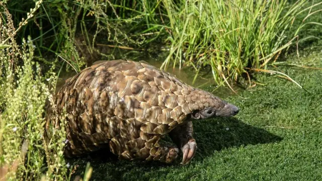 ప్రాకృతిక ఆరాధనా స్థలాల కారణంగా అనేక జీవుల సంరక్షణ కూడా సాధ్యమవుతోంది