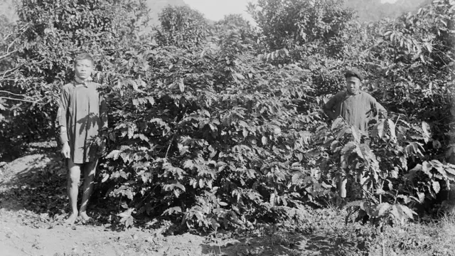 Dos trabajadores entre cafetales en la plantación de la Cressonnière en una foto de 1898 tomada por Firmin André Salles (Biblioteca Nacional de Francia).